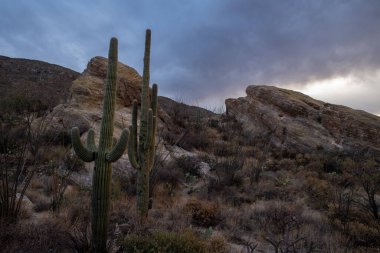 Saguaro Çölü 'nde gün batımı