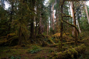 Olimpiyat yağmur ormanlarında sabah