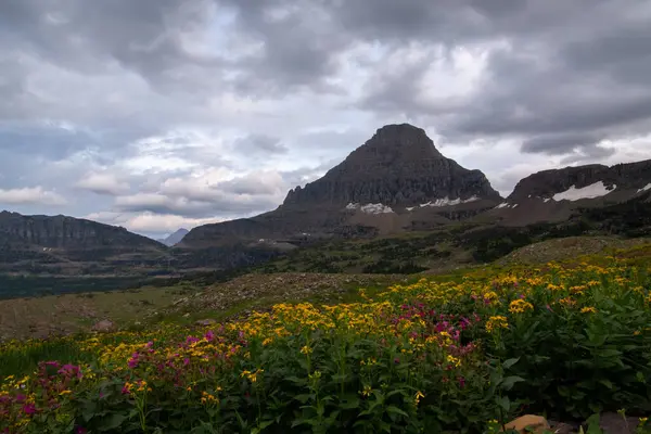 Πεδίο Λουλουδιών Μπροστά Από Βουνό — Φωτογραφία Αρχείου