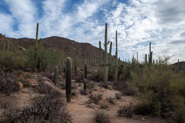 Sıcak çölde Saguaro kaktüsü