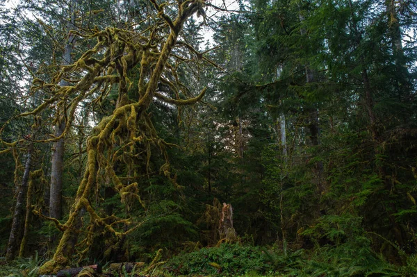 Πρωί Στο Ολυμπιακό Δάσος — Φωτογραφία Αρχείου