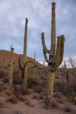 saguaro kaktüsü sonoran Çölü'nde