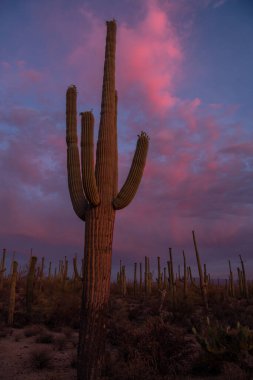 Dev saguaro kaktüsünün ardında gün batımı