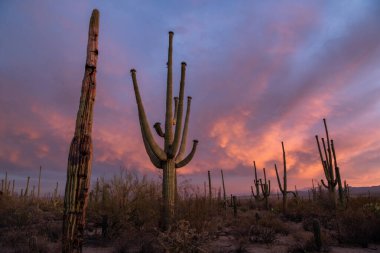 Günbatımı Sonoran Çölü'nde