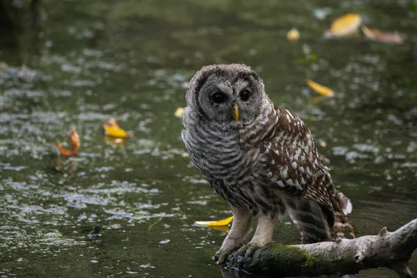 Barred Owl Branch Pond — Stock Photo, Image