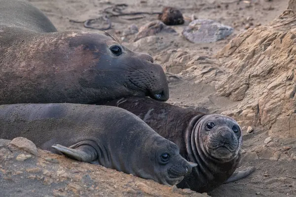 Elephant seals relaxing on th beach