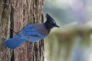 Steller 'ın Jay' i ormanda.