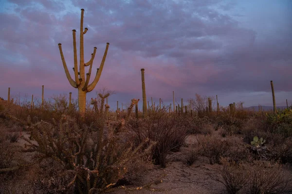 Zonsondergang Sonorawoestijn — Stockfoto
