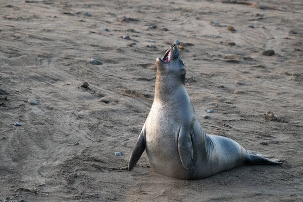 Elephant Seal Pup Sitting Thebeach — Stock Photo, Image
