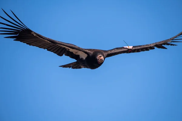 Kalifornijski Kondor Wznoszący Się Błękitnym Niebie — Zdjęcie stockowe
