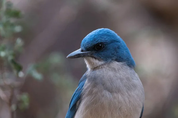 Portrait Mexican Jay — Stock Photo, Image