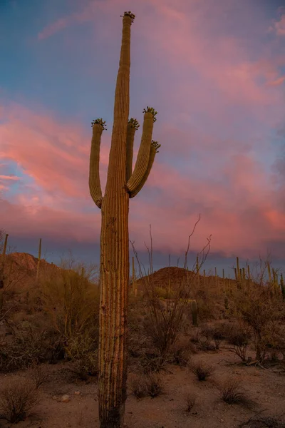 Sunset Behing Giant Saguaro Cactus — Stock Photo, Image