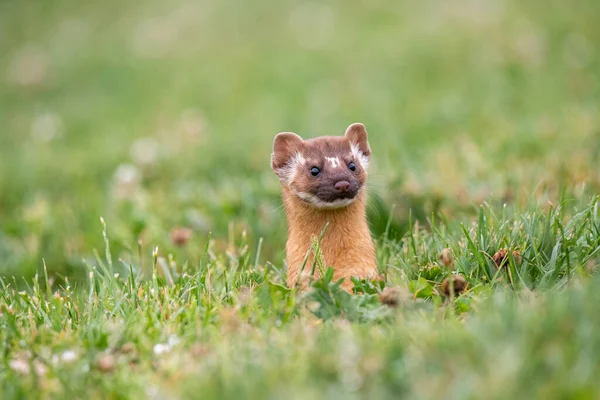 Long Tailed Weasel Closeup Field — Stock Photo, Image