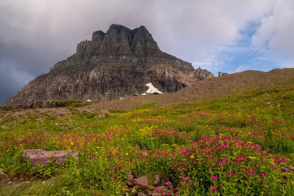 Dağın Önündeki Çiçek Tarlası — Stok fotoğraf