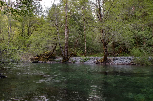 Rivière Claire Dans Une Forêt — Photo