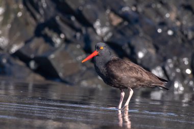 Kıyıdaki siyah istiridye avcısı.