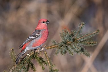 Bir çam ağacına tünemiş çam gagası