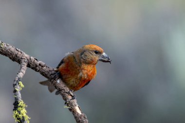 Red crossbill on a perch clipart