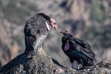 Kaliforniya Akbabaları bir kayanın üzerinde otururken birbirlerine bakarlar.