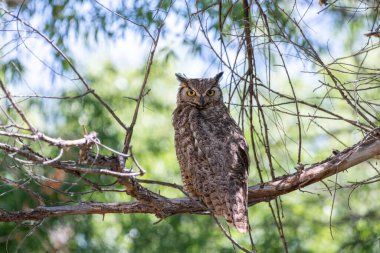 Büyük boynuzlu baykuş bir dalda oturuyor