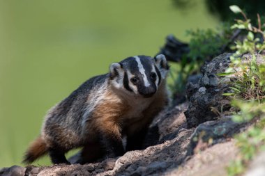 Vahşi doğadaki Amerikan porsuğu