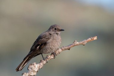 Townsend 'in iskambil falı.