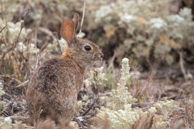 Sahilde fırçalanmış tavşan