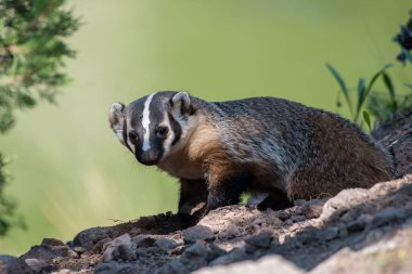 Vahşi doğadaki Amerikan porsuğu