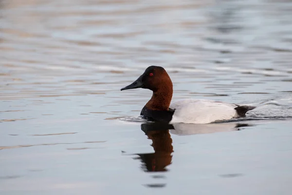 Canvasback Nadando Uma Lagoa — Fotografia de Stock