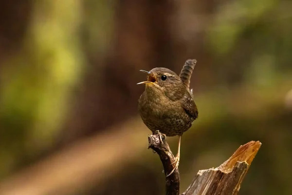 Pacific Wren Calling While Perch — Stock Photo, Image