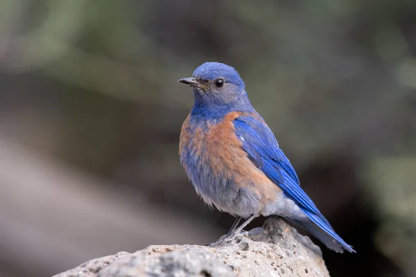 Западная Синяя Птица Камне — стоковое фото