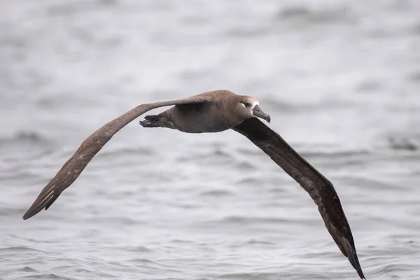 Albatros Patas Negras Volando Sobre Océano —  Fotos de Stock