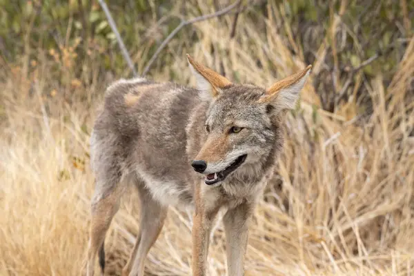 Kojot Pustyni Sonoran — Zdjęcie stockowe