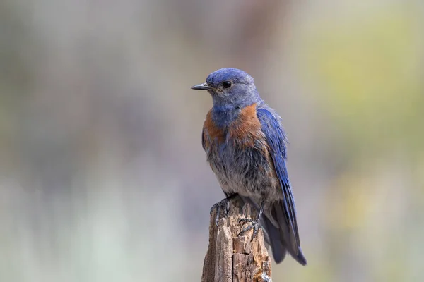 Западная Синяя Птица Окуни — стоковое фото