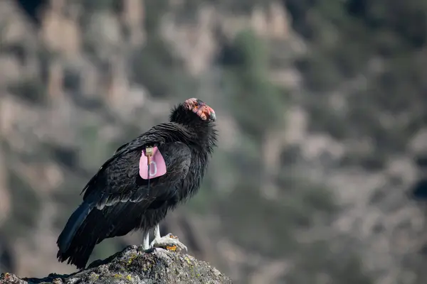 加州秃鹰坐在岩石上 — 图库照片