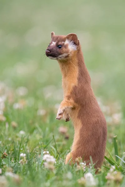 Long Tailed Weasel Standing Field — Stock Photo, Image