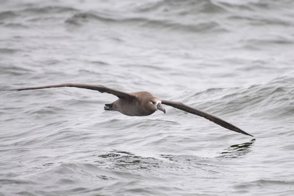 Black Footed Albatross Flying Ocean — Stock Photo, Image