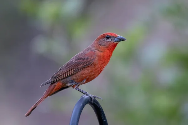 Hepatic Tanager Sitting Perch — Stock Photo, Image