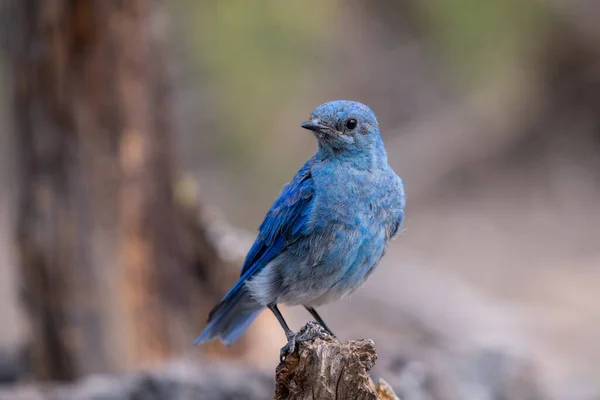 Крупный План Горной Синей Птицы — стоковое фото