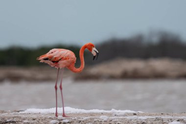 Beyaz köpükle gölde yürüyen Amerikan flamingosu