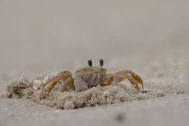 bir plajda hayalet yengeci