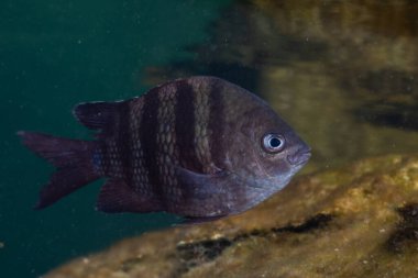 Rock 'tan sonraki araştırma bölümü