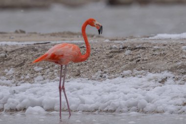 Beyaz köpükle gölde yürüyen Amerikan flamingosu