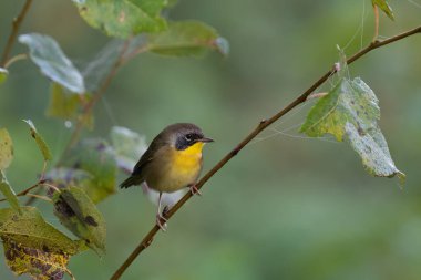 Common yellowthroat on a perch clipart
