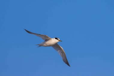 Forster 'ın kıyı üzerinde uçan deniz feneri