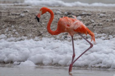 Beyaz köpükle gölde yürüyen Amerikan flamingosu