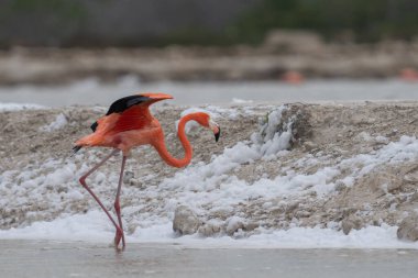 Amerikan flamingosu bir göle iniyor.