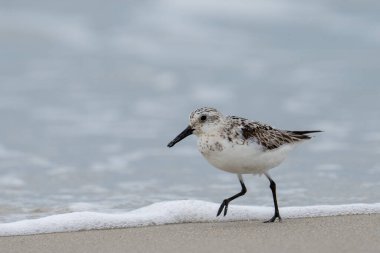 Sanderling sahilde yürüyor.