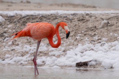 Beyaz köpükle gölde yürüyen Amerikan flamingosu