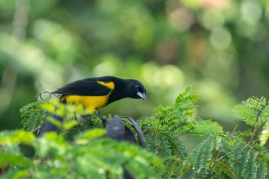 Ağaçta siyah inek kuyruğu